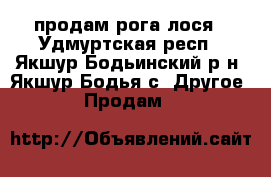 продам рога лося - Удмуртская респ., Якшур-Бодьинский р-н, Якшур-Бодья с. Другое » Продам   